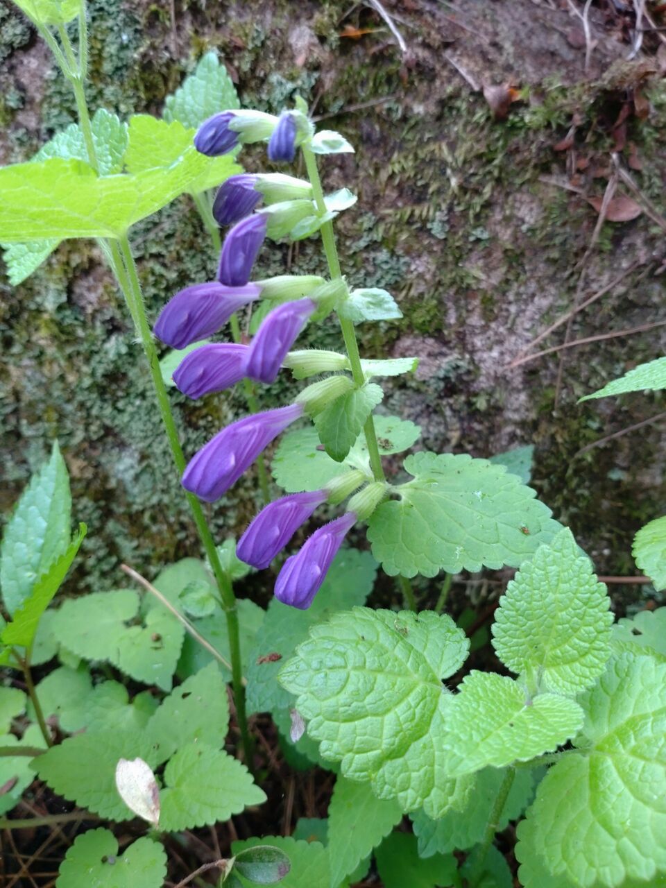 花便り ラショウモンカズラ 山城工芸の朝市ブログ 花便り ラショウモンカズラ 山城工芸の朝市ブログ