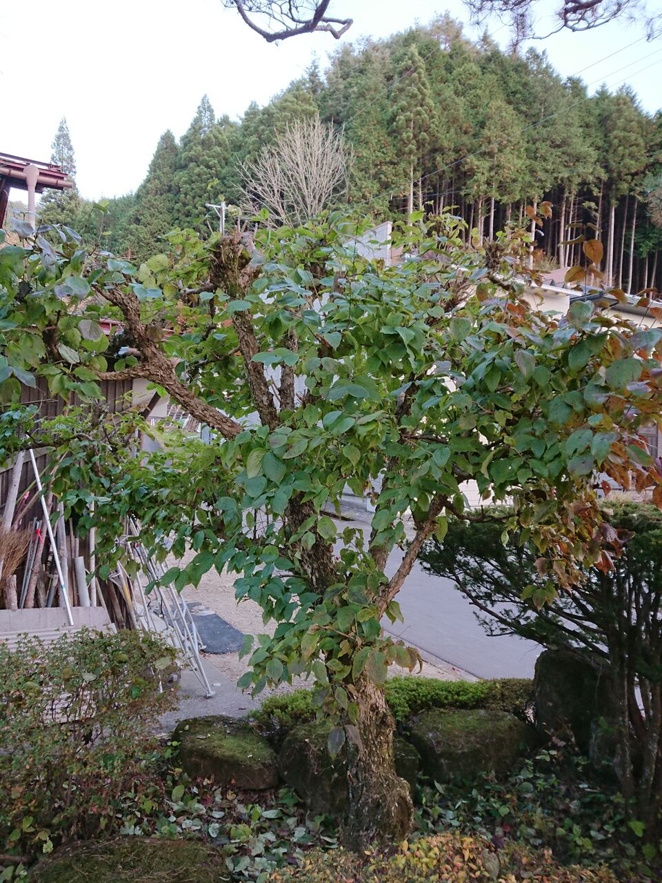 サンシュユの木の剪定 山城工芸の朝市ブログ サンシュユの木の剪定 山城工芸の朝市ブログ