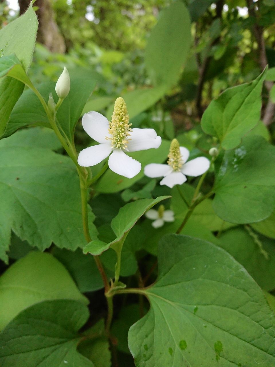 山城工芸の朝市ブログ 花便り ３７ ドクダミ 八重の花
