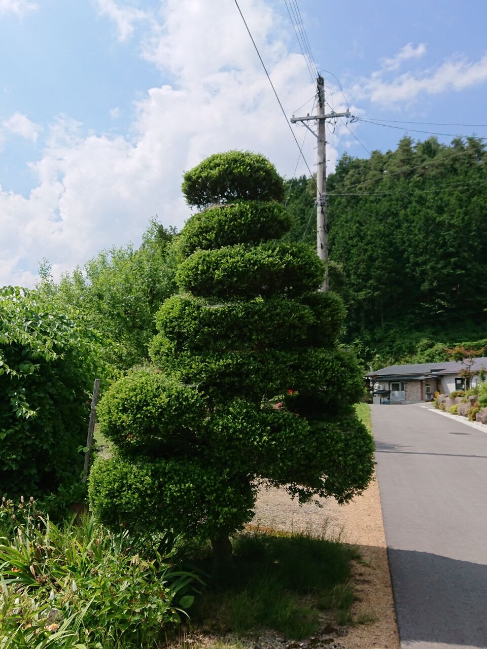 ツゲ 柘植 の木の剪定 山城工芸の朝市ブログ