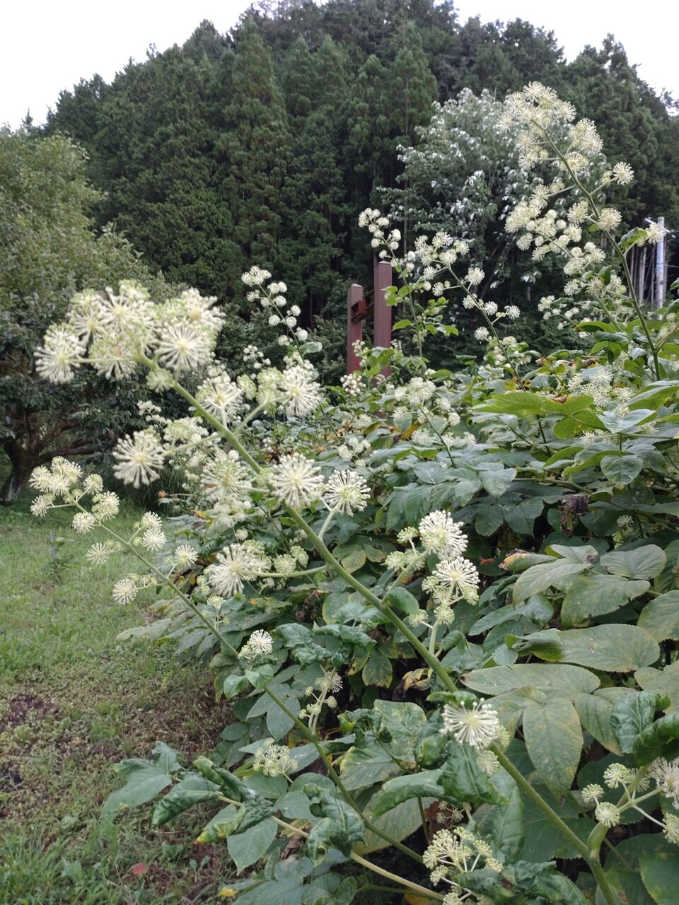 花便り ウド 独活 の花 山城工芸の朝市ブログ