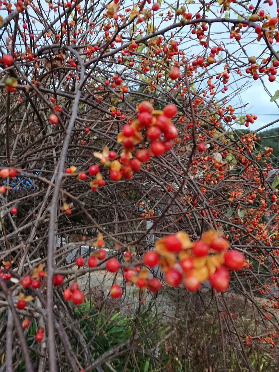 ツルウメモドキ 蔓梅擬 山城工芸の朝市ブログ ツルウメモドキ 蔓梅擬 山城工芸の朝市ブログ
