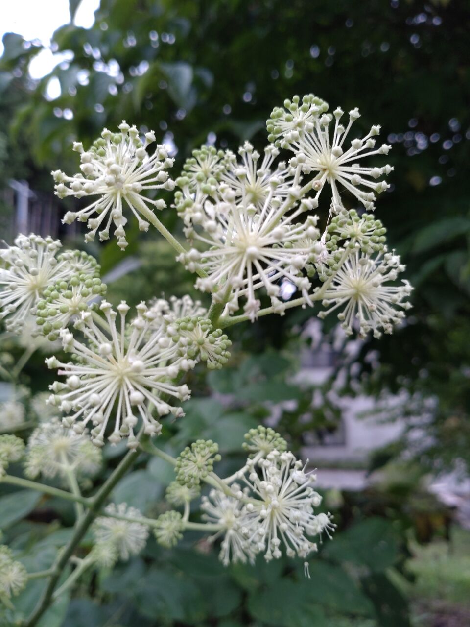 花便り ウド 独活 の花 山城工芸の朝市ブログ