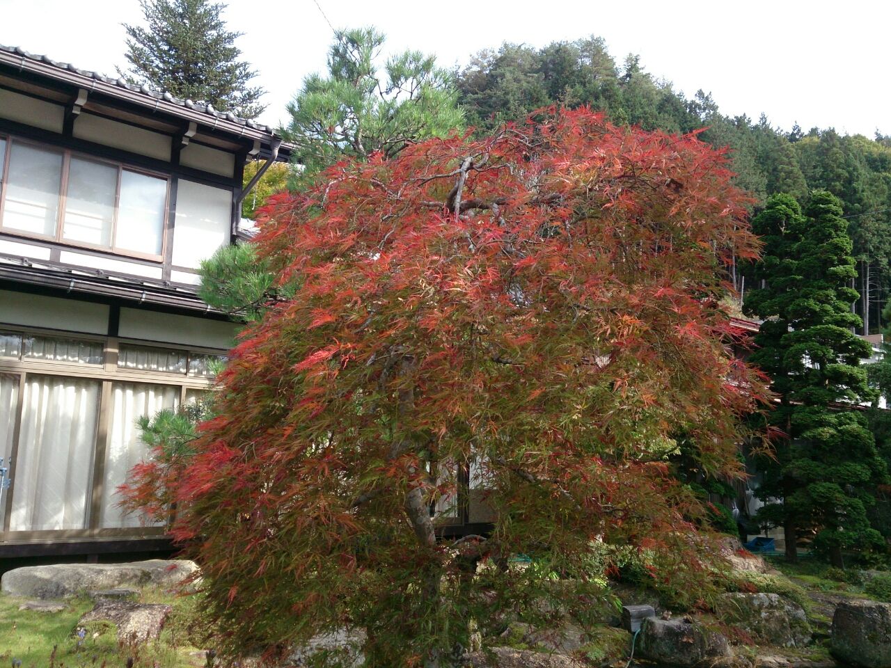 庭のもみじの紅葉 山城工芸の朝市ブログ