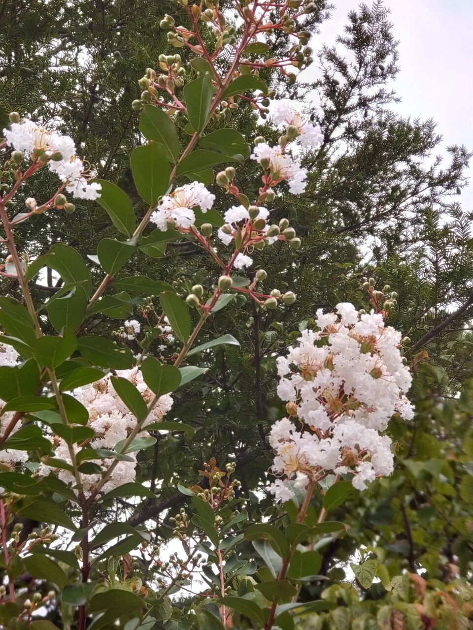 花便り サルスベリ 百日紅 山城工芸の朝市ブログ