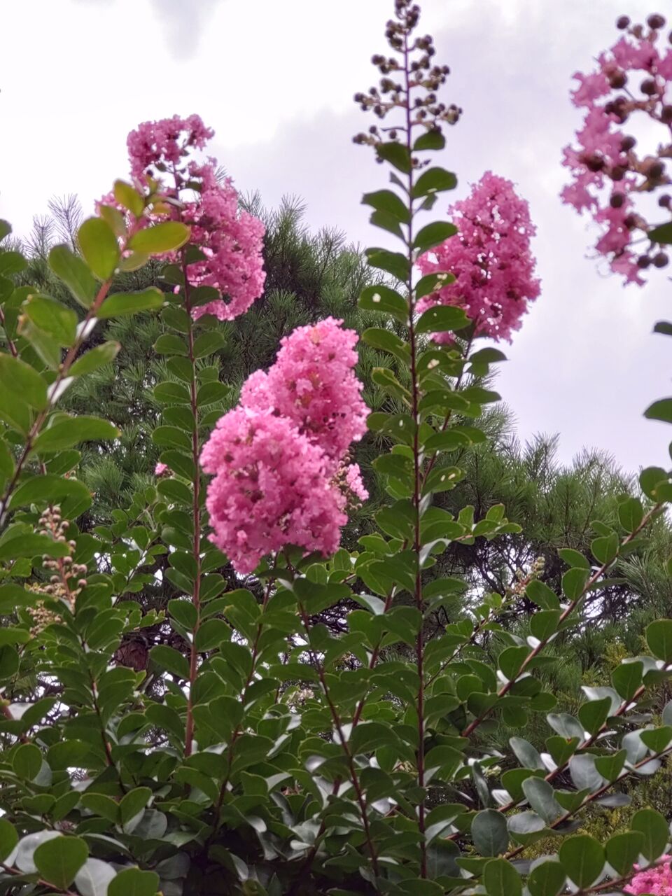 花便り サルスベリ 百日紅 山城工芸の朝市ブログ