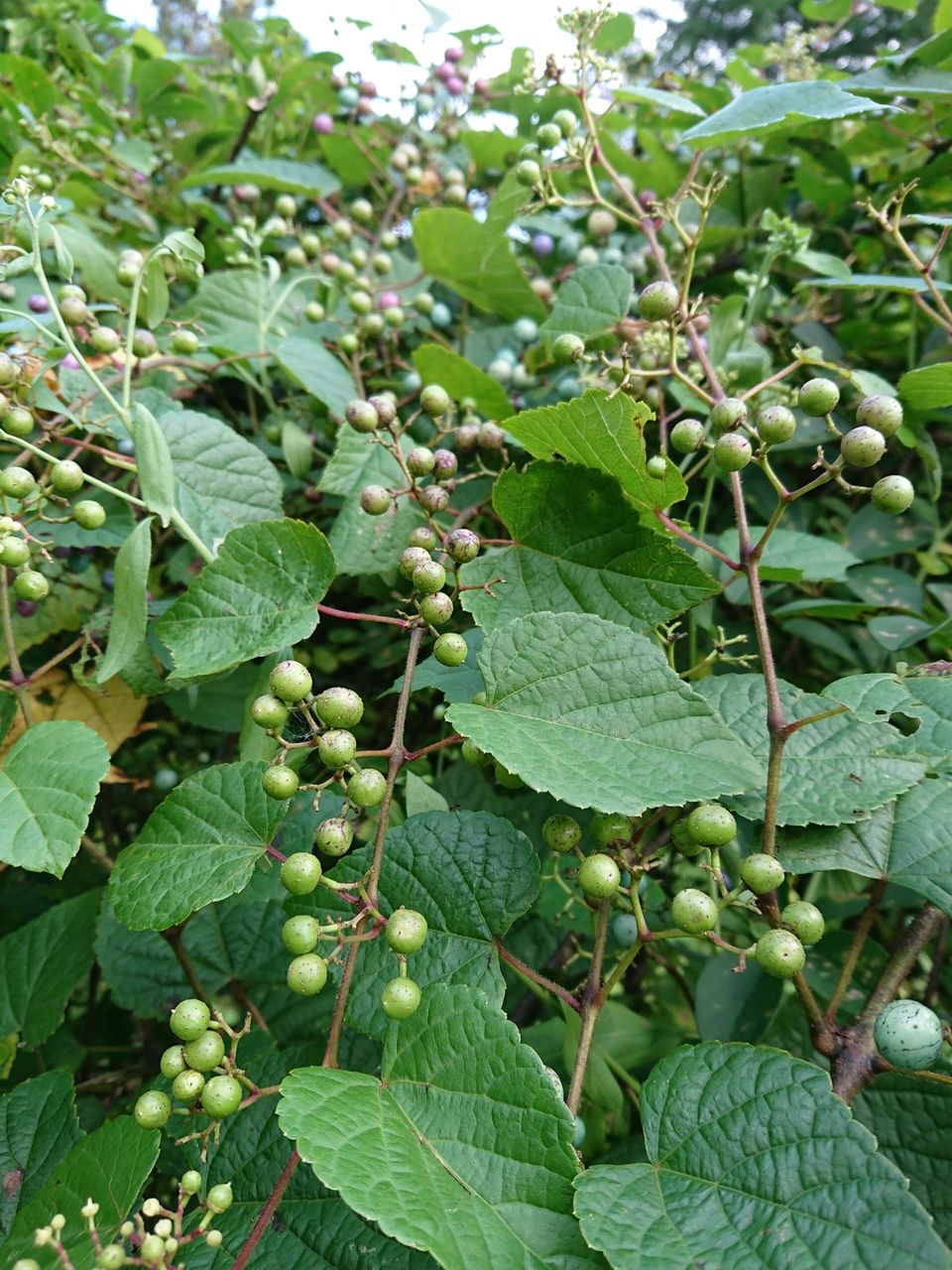 無農薬天然】馬葡萄 大容量3kg ブスの実 野葡萄 うまぶどう 薬