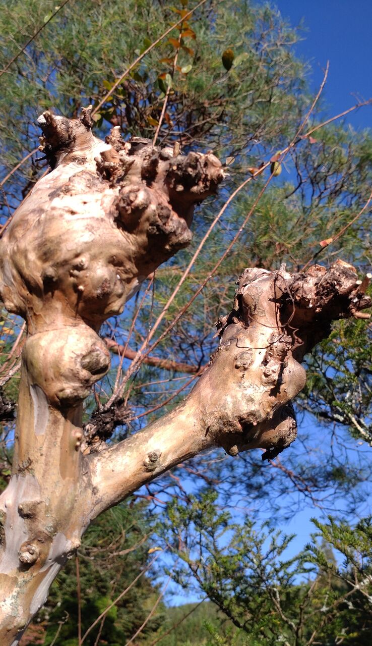 サルスベリの枝の剪定 : 山城工芸の朝市ブログ