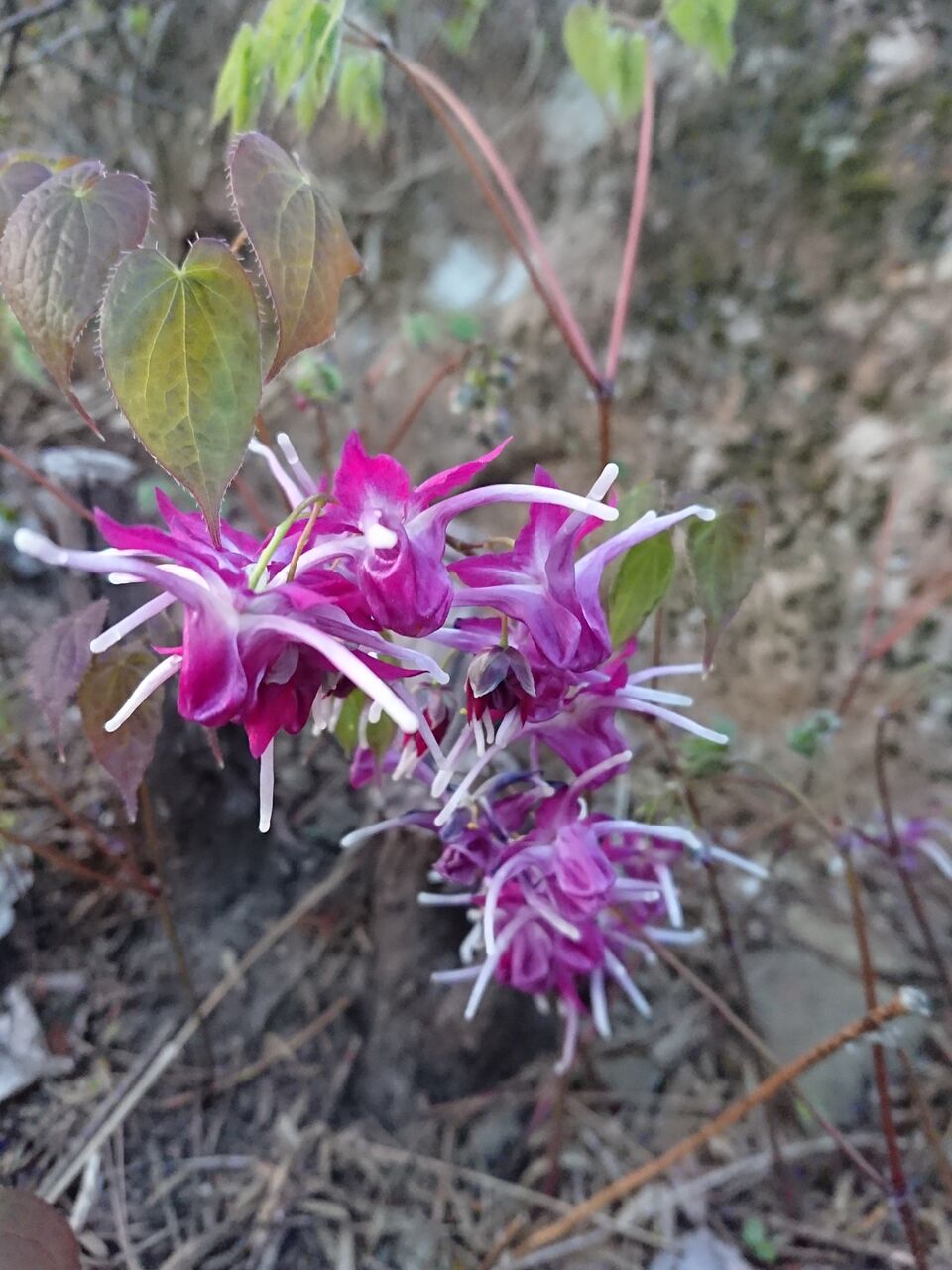 花便り イカリソウ 山城工芸の朝市ブログ 花便り イカリソウ 山城工芸の朝市ブログ