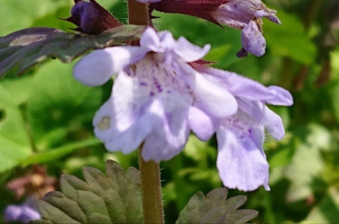 花便り カキドオシ 垣通し 山城工芸の朝市ブログ