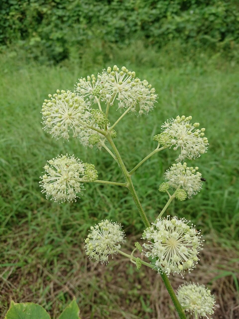 山城工芸の朝市ブログ 山城工芸の朝市ブログ
