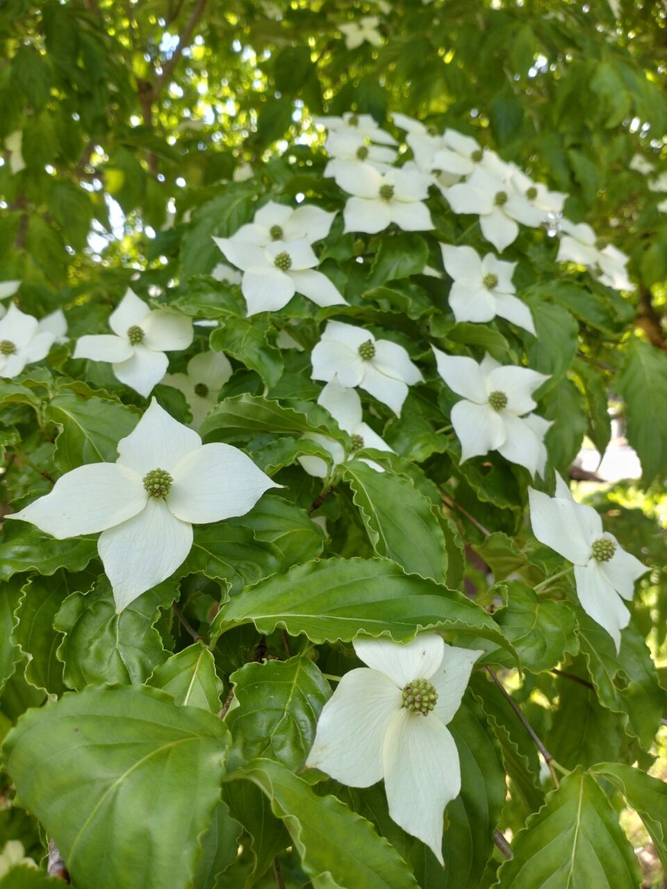 花便り ヤマボウシ 山法師 山城工芸の朝市ブログ