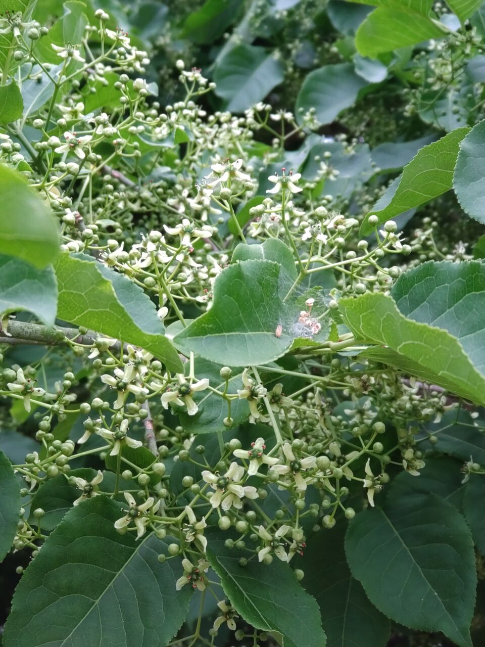 花便り マユミ 真弓 の花 山城工芸の朝市ブログ 花便り マユミ 真弓 の花 山城工芸の朝市ブログ