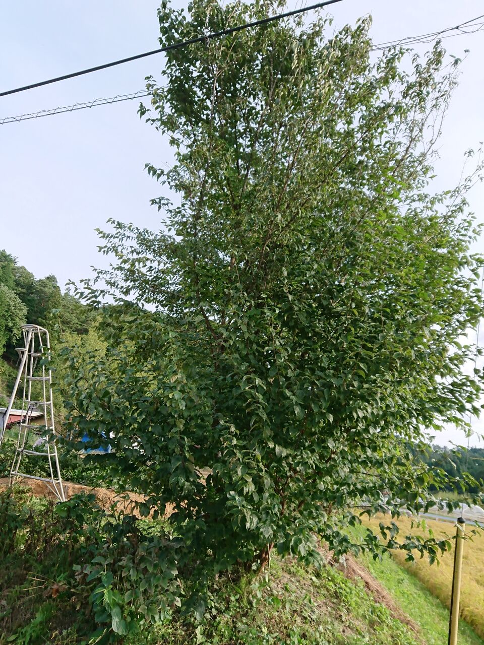 サンシュユの木の伐採 山城工芸の朝市ブログ