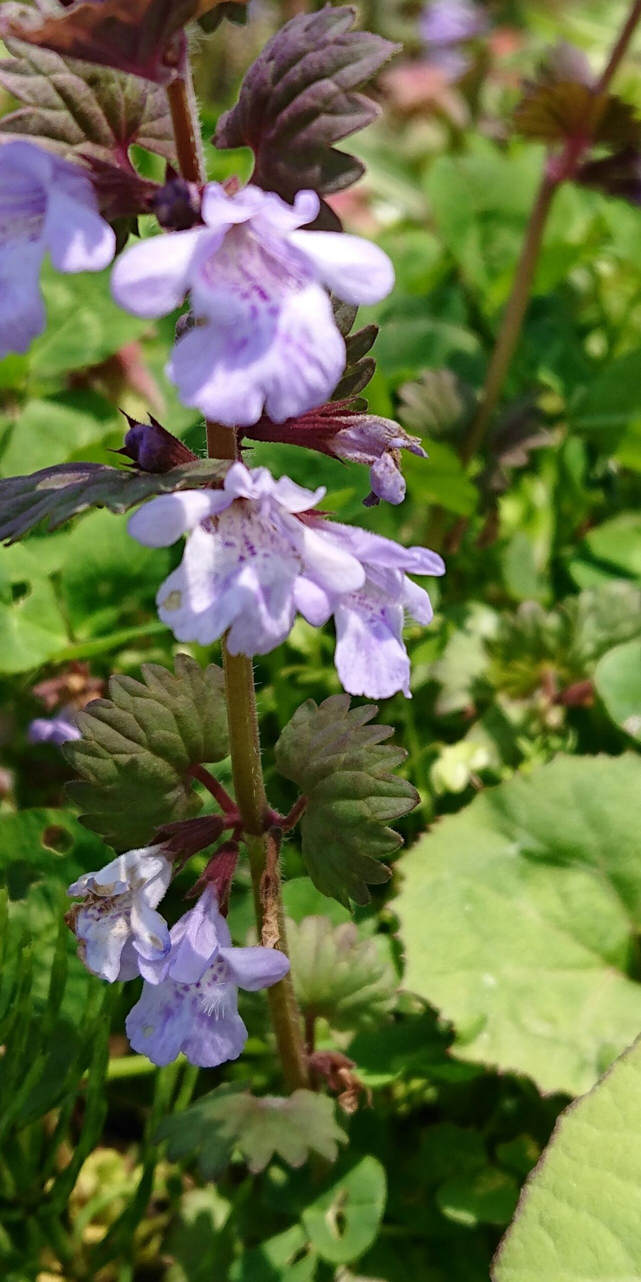 花便り カキドオシ 垣通し 山城工芸の朝市ブログ