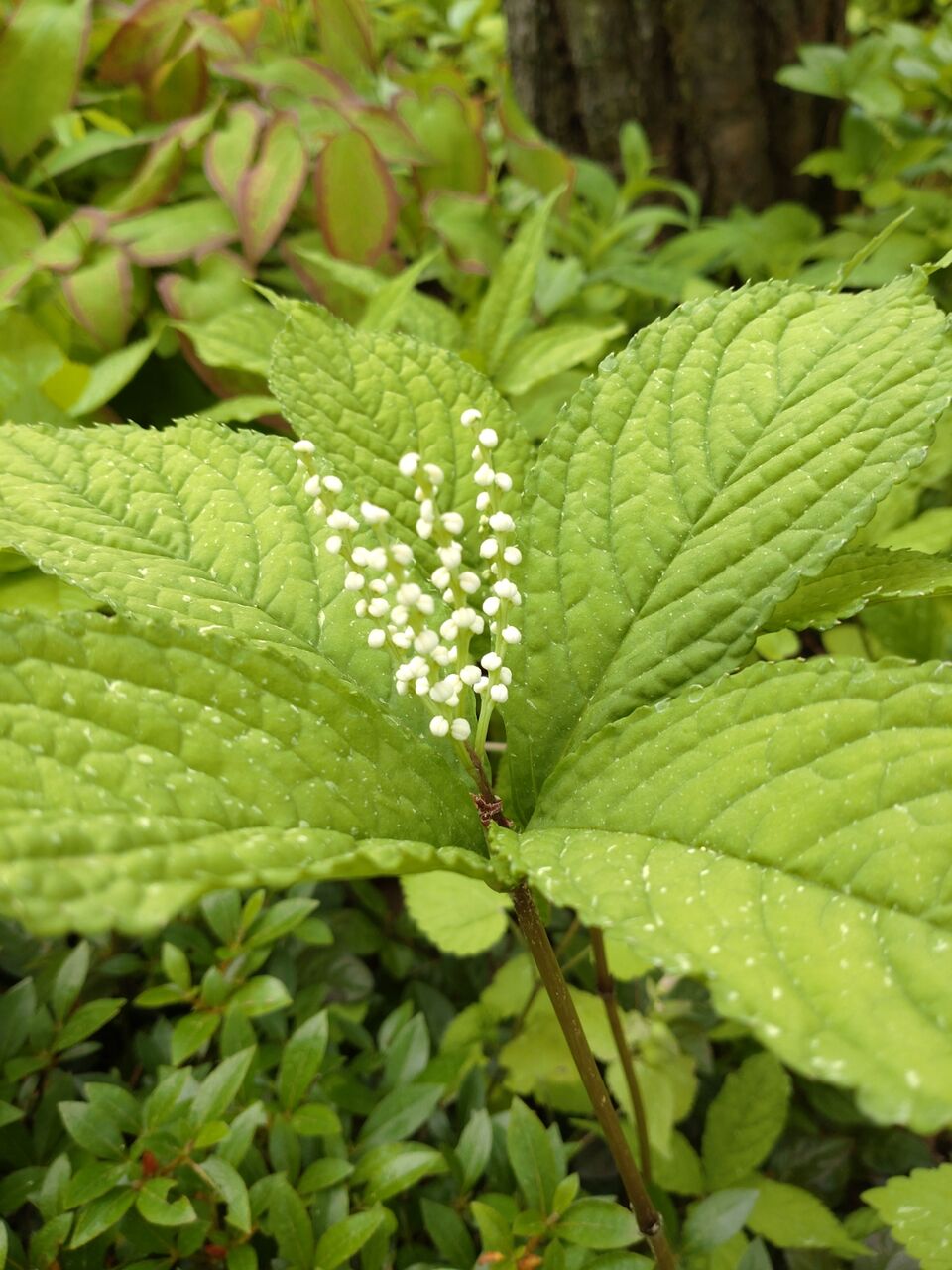 花便り フタリシズカ 二人静 山城工芸の朝市ブログ
