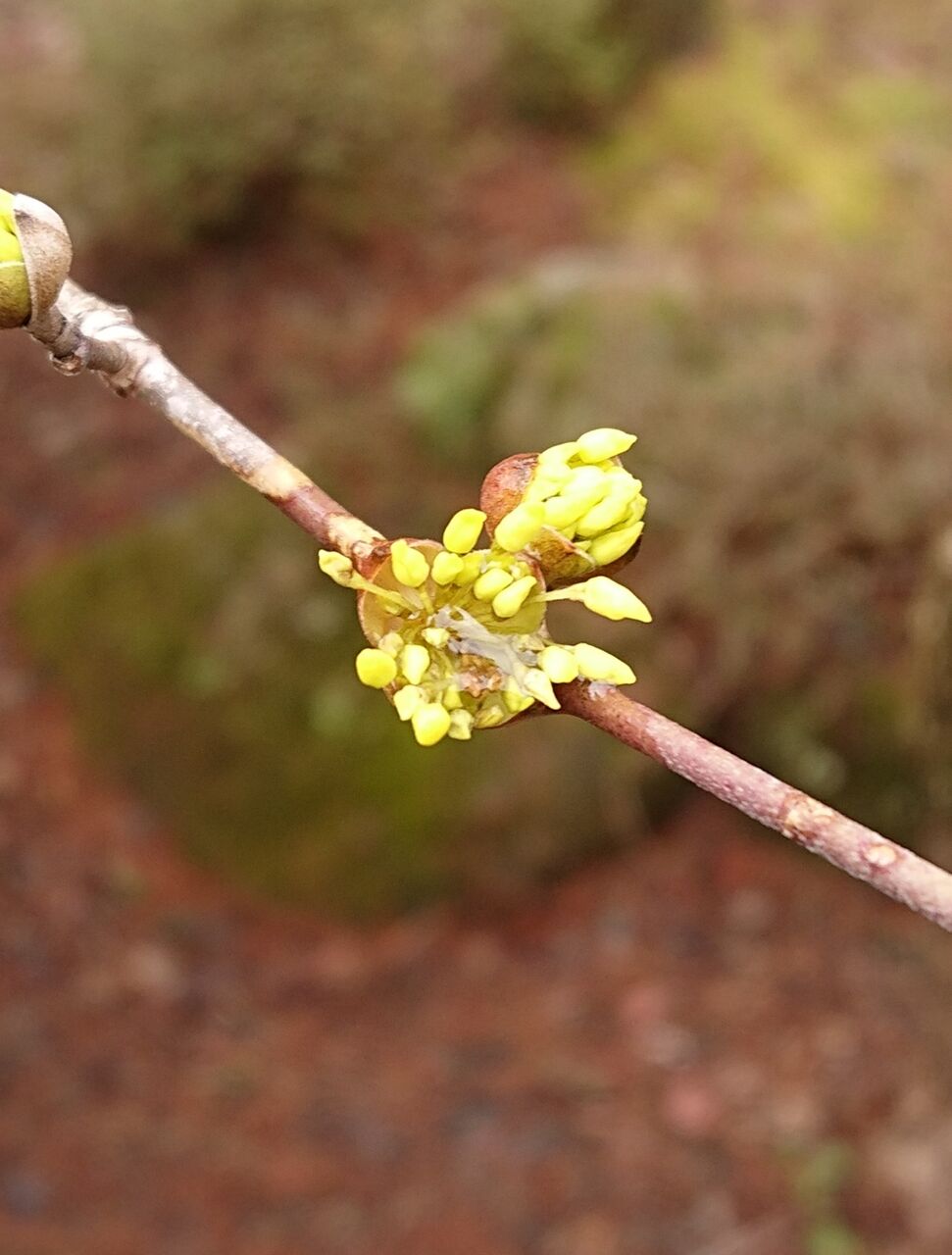 花言葉 サンシュユ 山城工芸の朝市ブログ