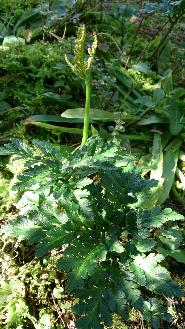 フユノハナワラビ、冬の花蕨 : 山城工芸の朝市ブログ