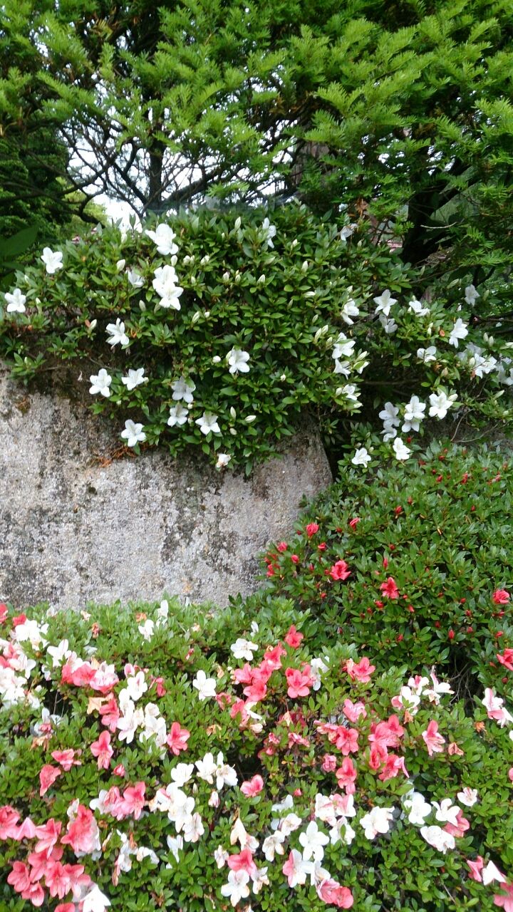 花便り ３４ 白花岩ツツジ 山城工芸の朝市ブログ