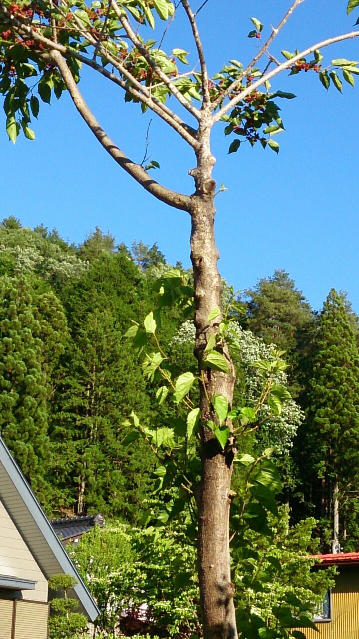 桑の木と実 山城工芸の朝市ブログ