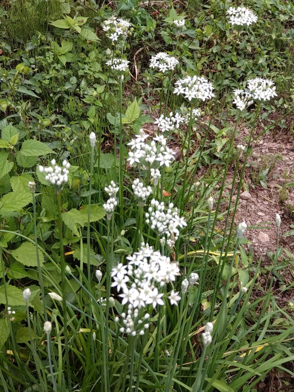花便り 花ニラ 山城工芸の朝市ブログ