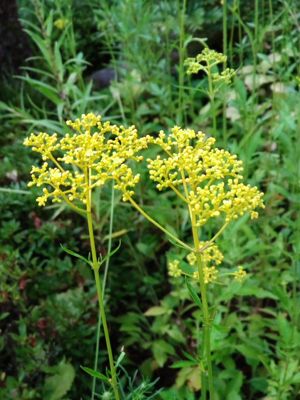 秋の七草 オミナエシ 女郎花 山城工芸の朝市ブログ