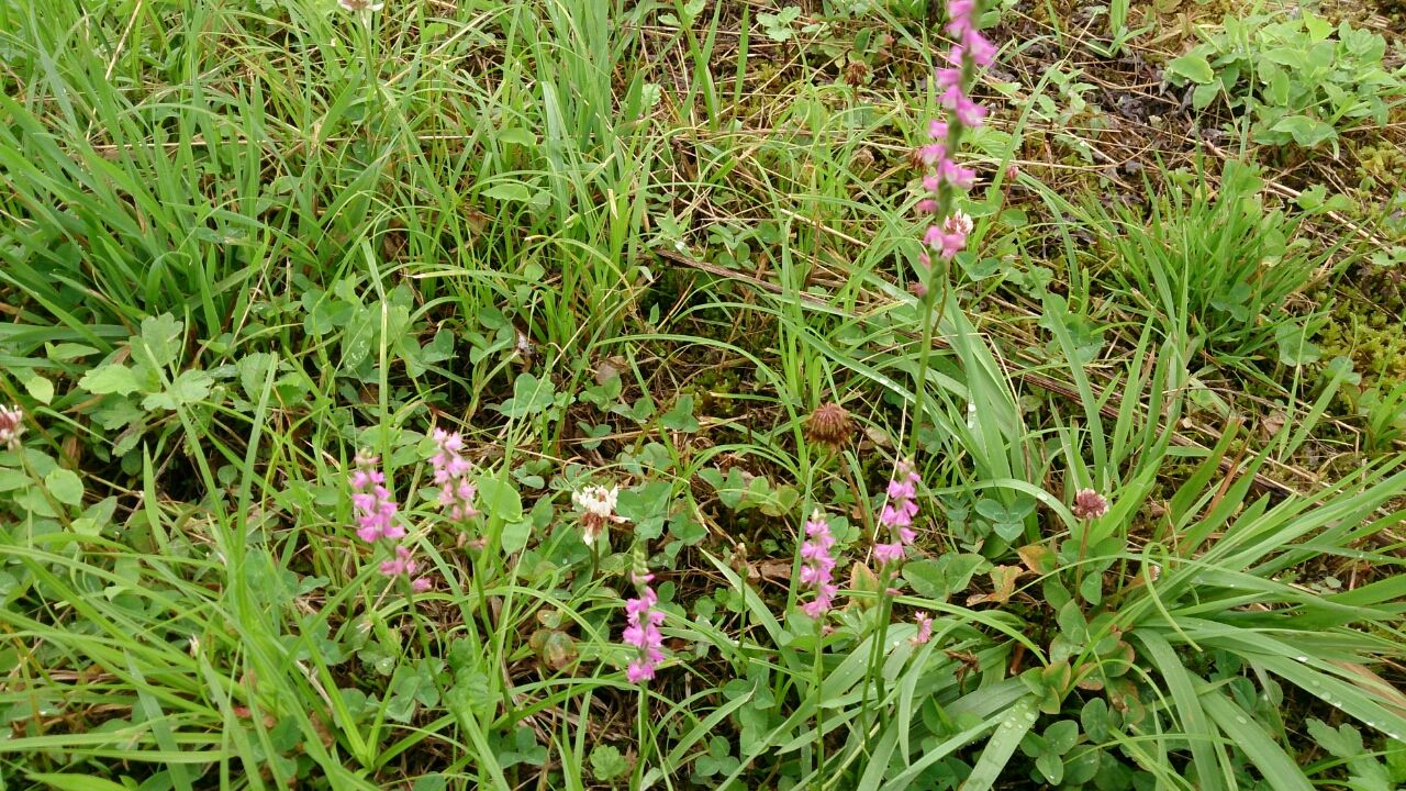 花便り ４１ ネジバナ 山城工芸の朝市ブログ