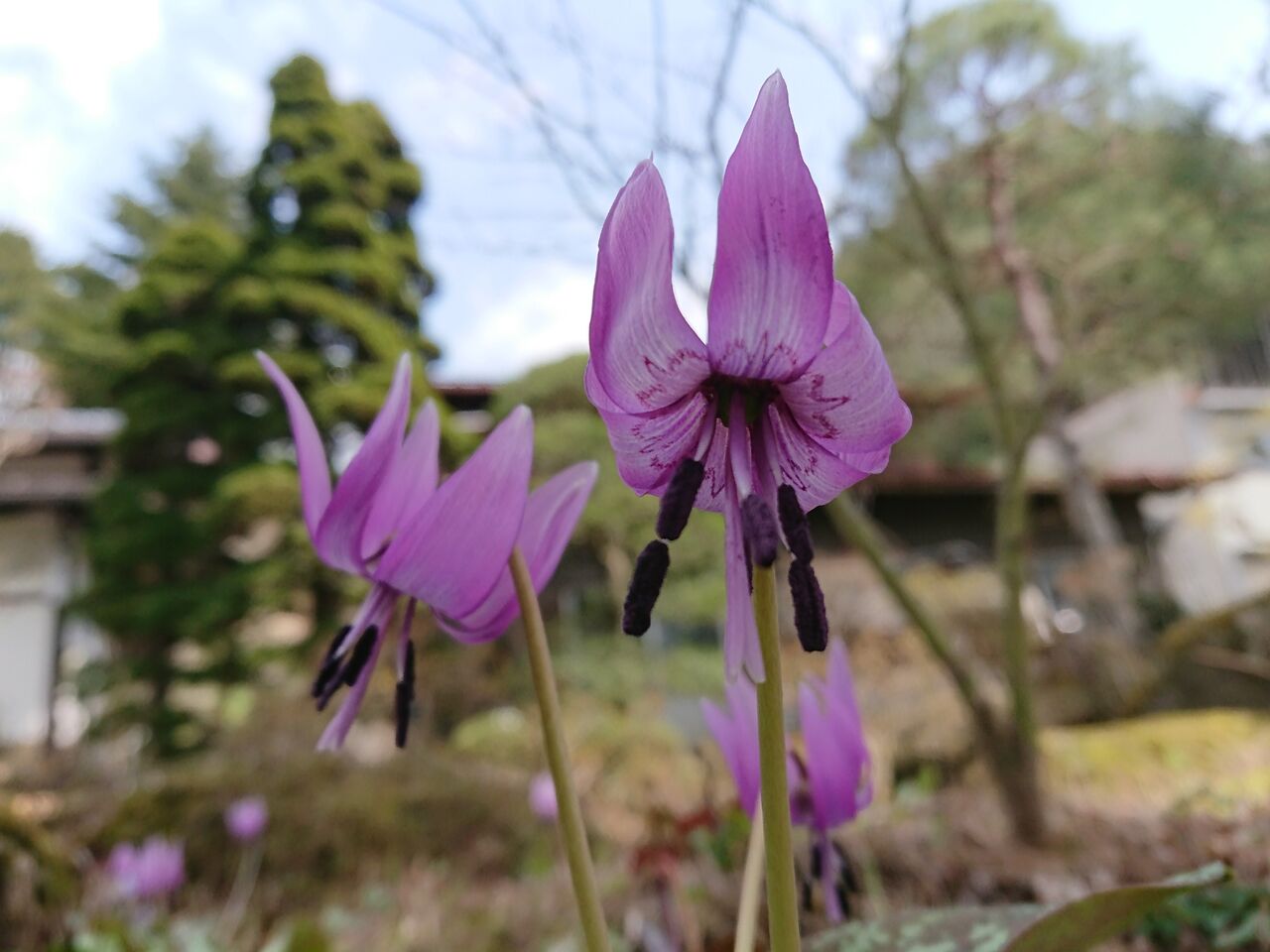 花便り カタクリ 片栗 山城工芸の朝市ブログ