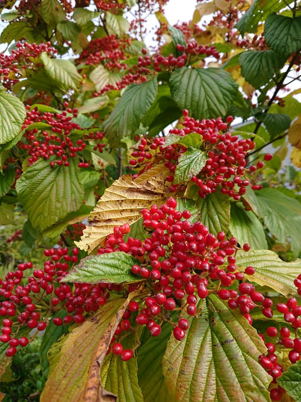 ガマズミの実の収穫 山城工芸の朝市ブログ