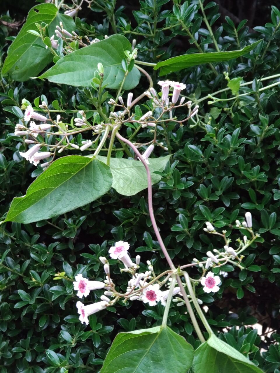 花便り ヘクソカズラ 屁糞葛 山城工芸の朝市ブログ 花便り ヘクソカズラ 屁糞葛 山城工芸の朝市ブログ