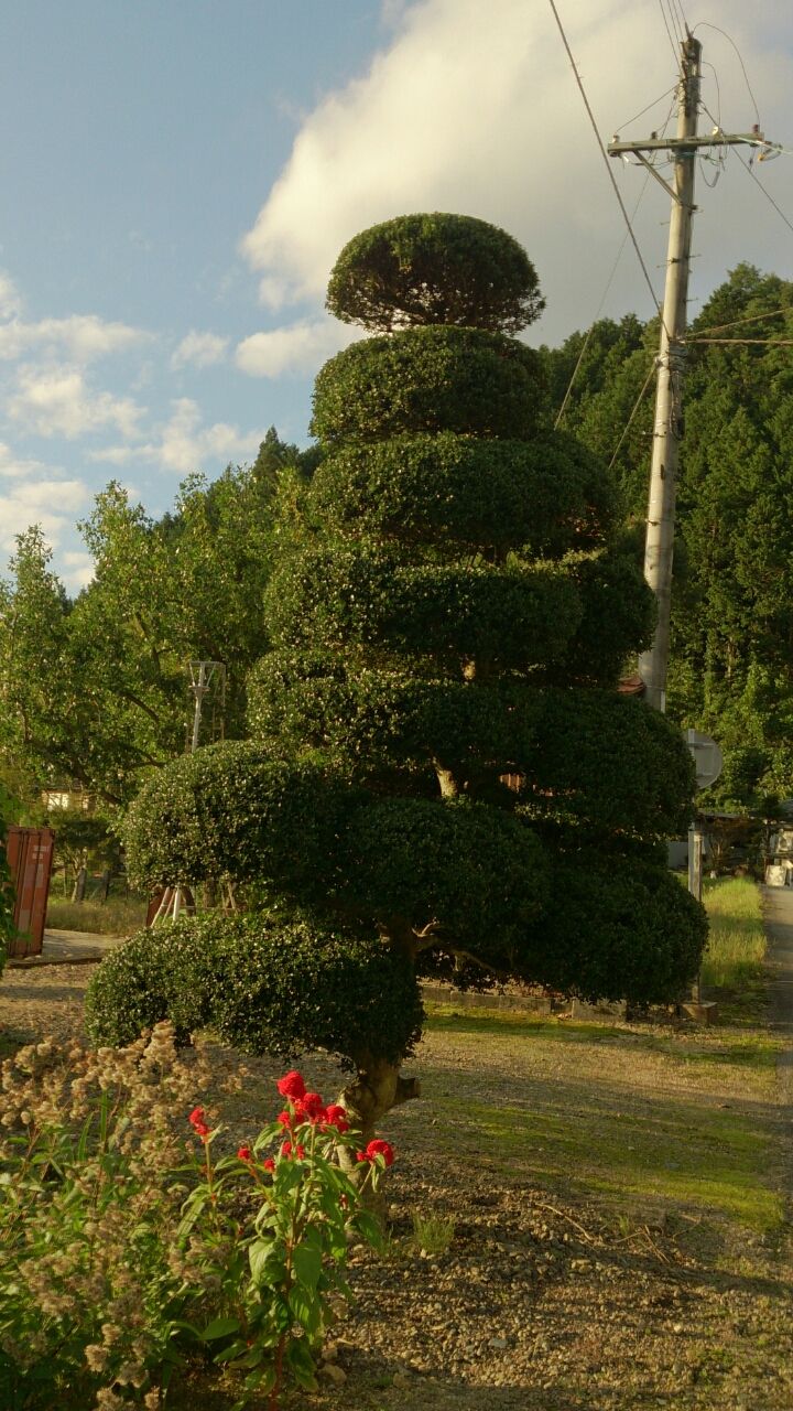 つげ 黄楊 の木の剪定 山城工芸の朝市ブログ