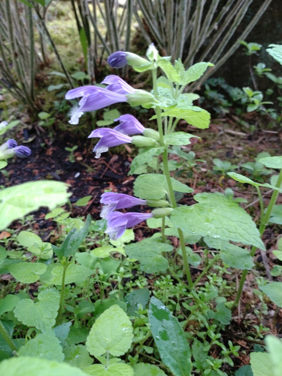 花便り ラショウモンカズラ 山城工芸の朝市ブログ 花便り ラショウモンカズラ 山城工芸の朝市ブログ