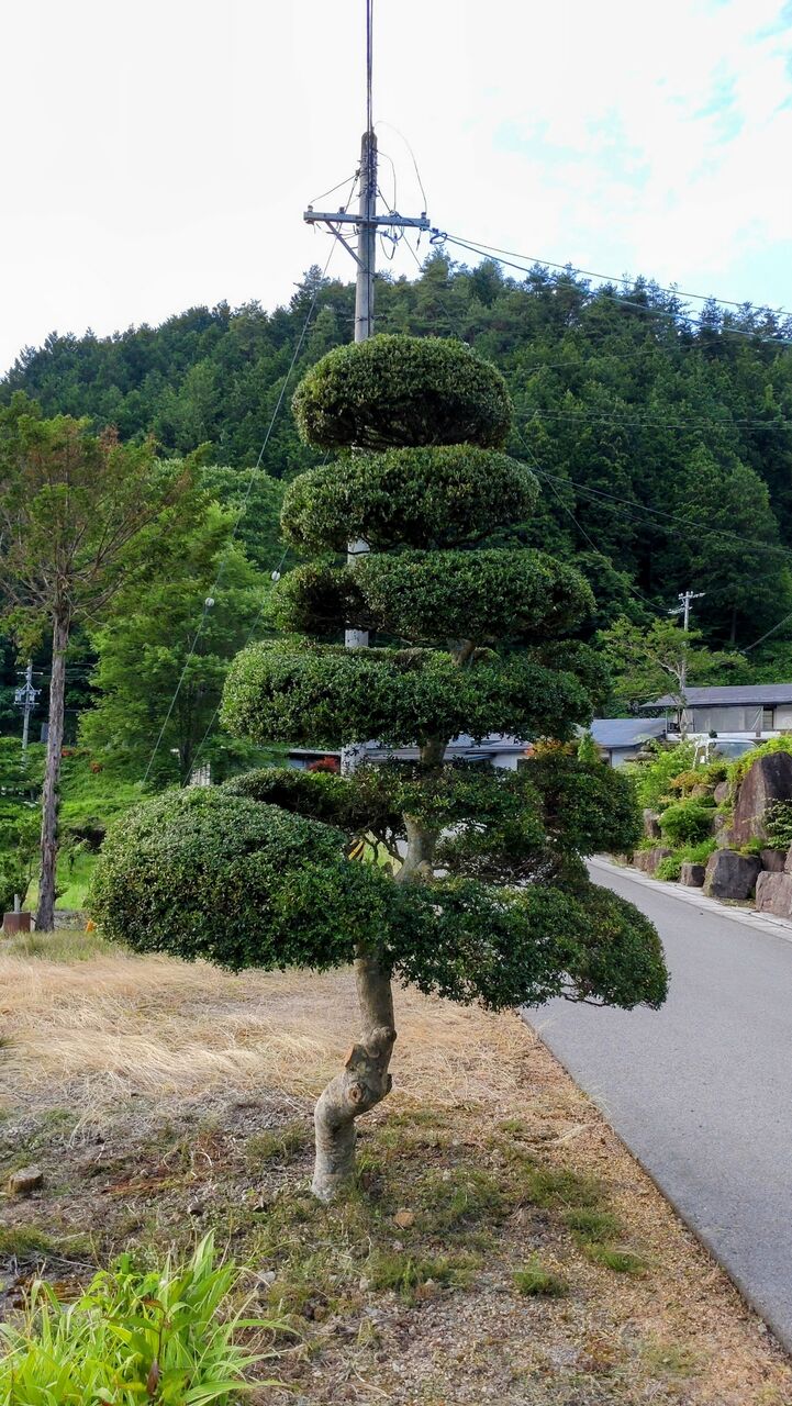 ツゲ(柘植)の剪定 : 山城工芸の朝市ブログ