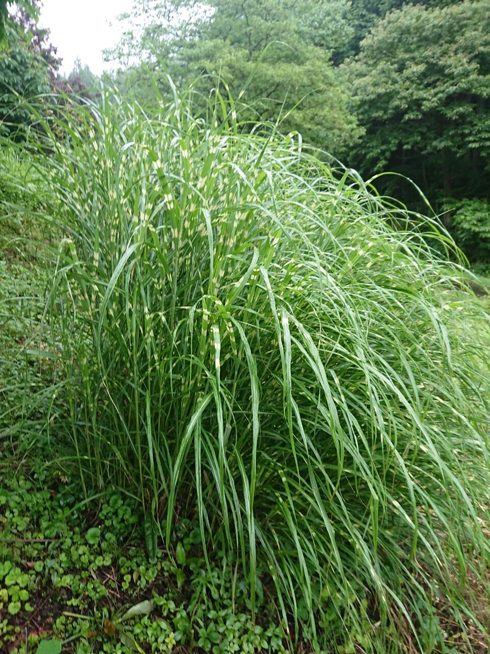 縞ススキ 山城工芸の朝市ブログ