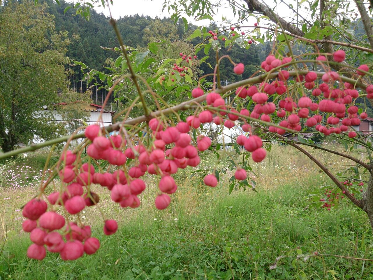 花便り 64 まゆみの実 山城工芸の朝市ブログ 花便り 64 まゆみの実 山城工芸の朝市ブログ