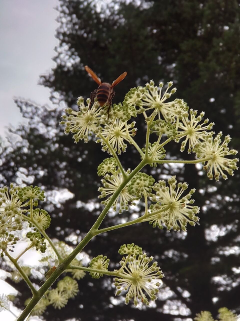 花便り ウド 独活 の花 山城工芸の朝市ブログ