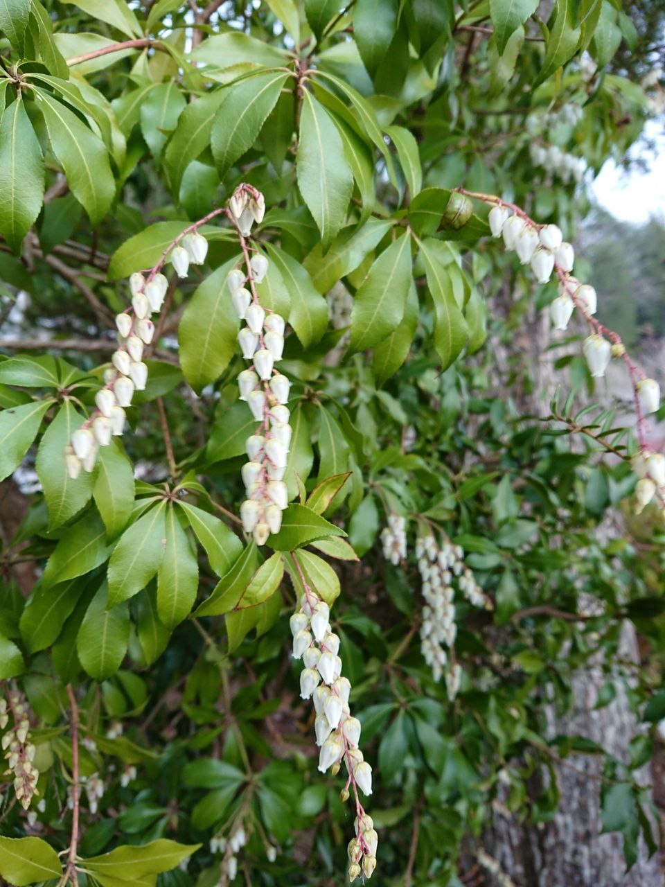 花便り 6 アセビ 馬酔木 山城工芸の朝市ブログ 花便り 6 アセビ 馬酔木 山城工芸の朝市ブログ