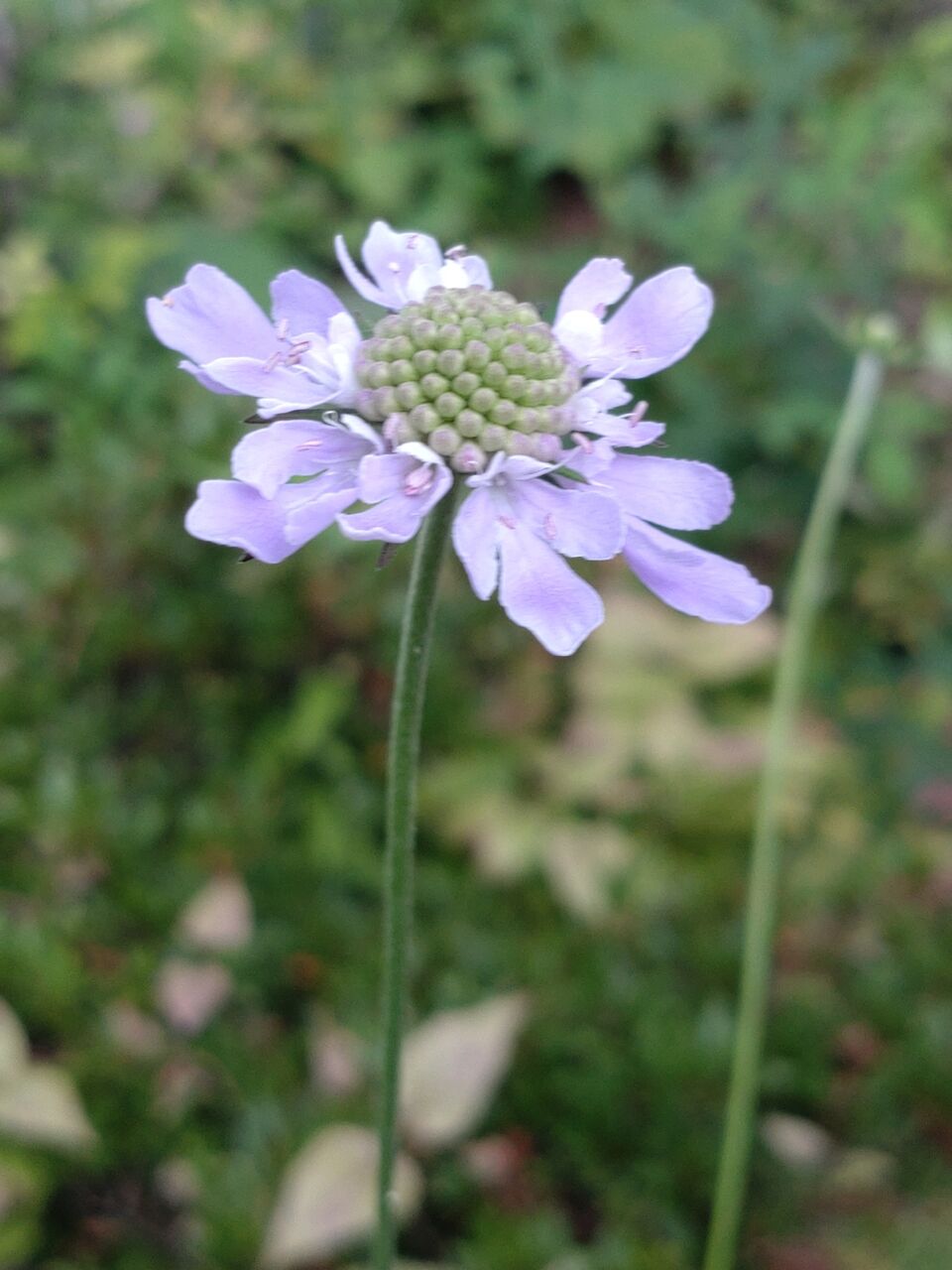 花便り マツムシソウ 松虫草 山城工芸の朝市ブログ