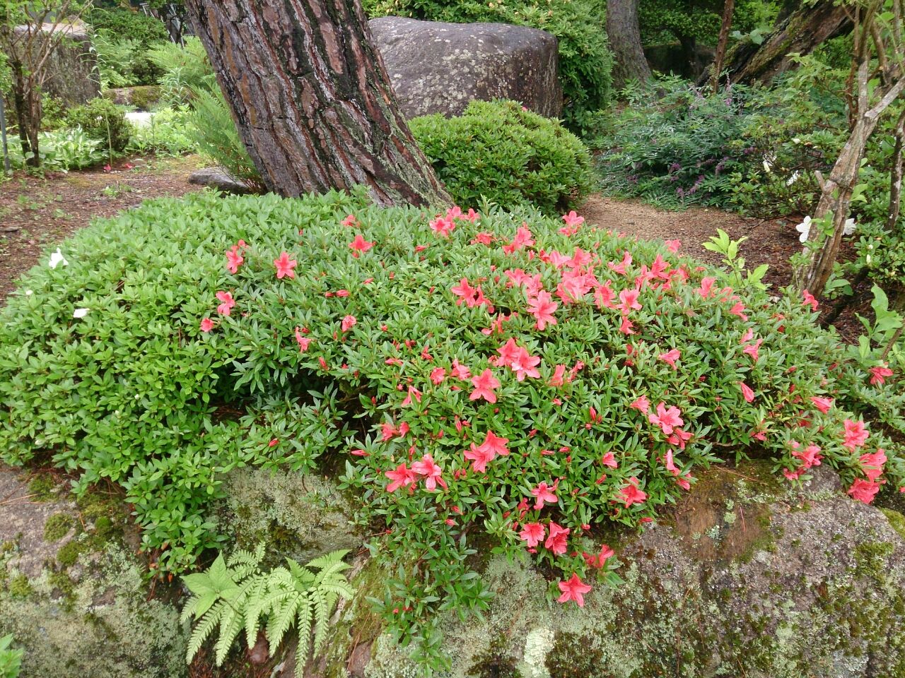 花便り、26 岩ツツジ : 山城工芸の朝市ブログ