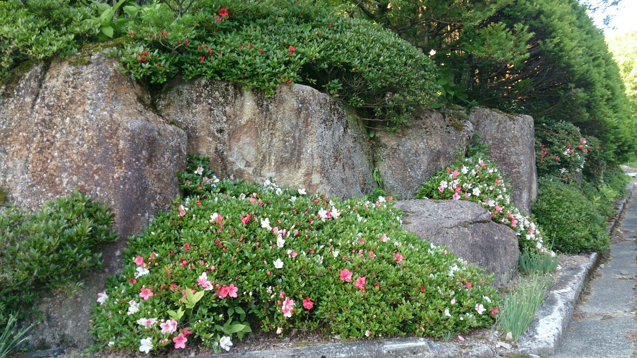 ツツジ(躑躅)⁄イワツツジ(岩躑躅) 樹高1.2m前後 露地苗 ツツジ(躑躅)⁄イワツツジ(岩躑躅) 樹高1.2m前後 露地苗