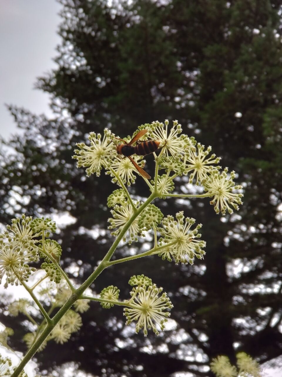 花便り ウド 独活 の花 山城工芸の朝市ブログ