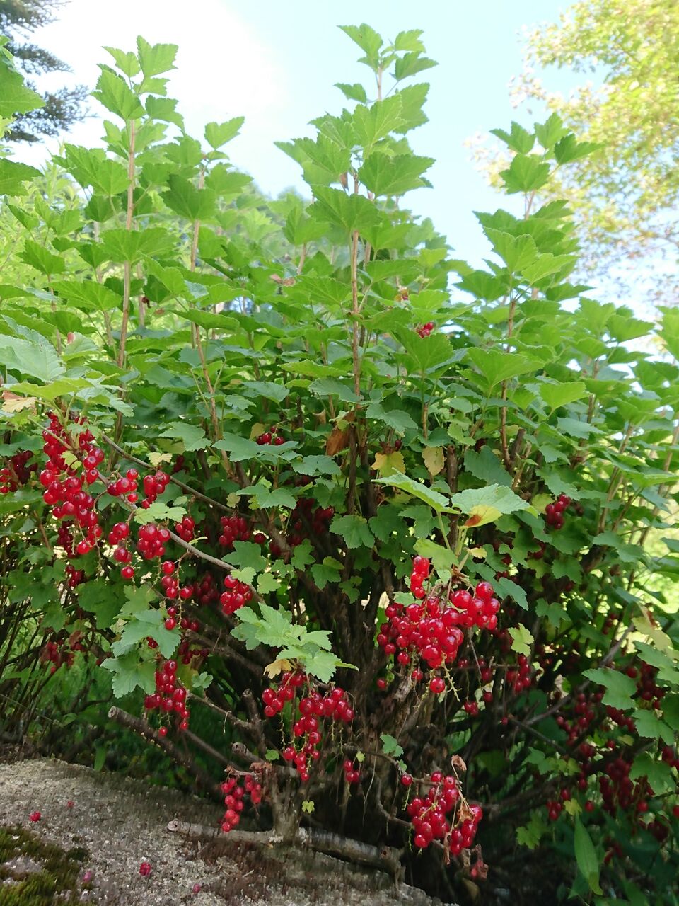 花便り フサスグリとナツツバキ 山城工芸の朝市ブログ