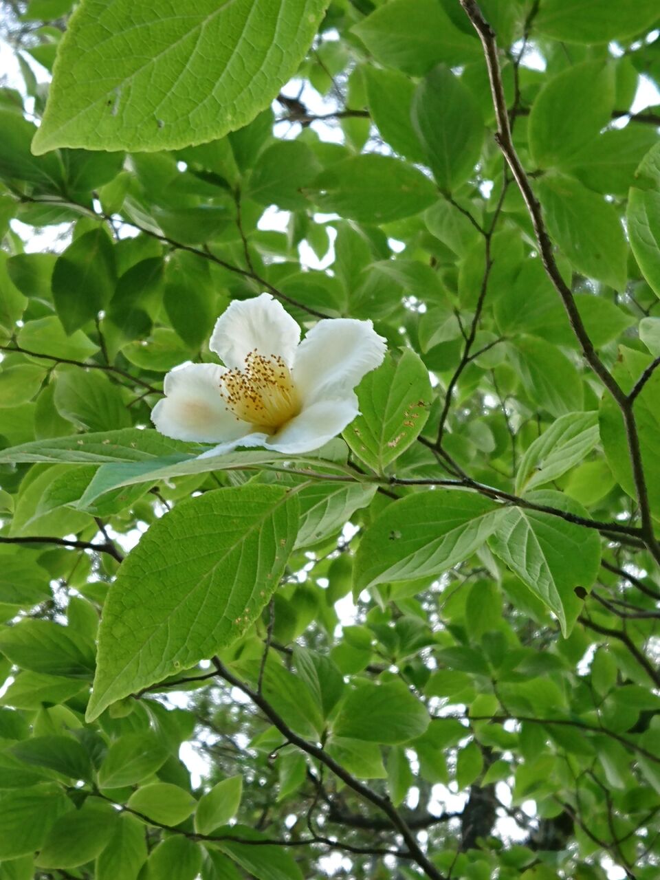 花便り フサスグリとナツツバキ 山城工芸の朝市ブログ