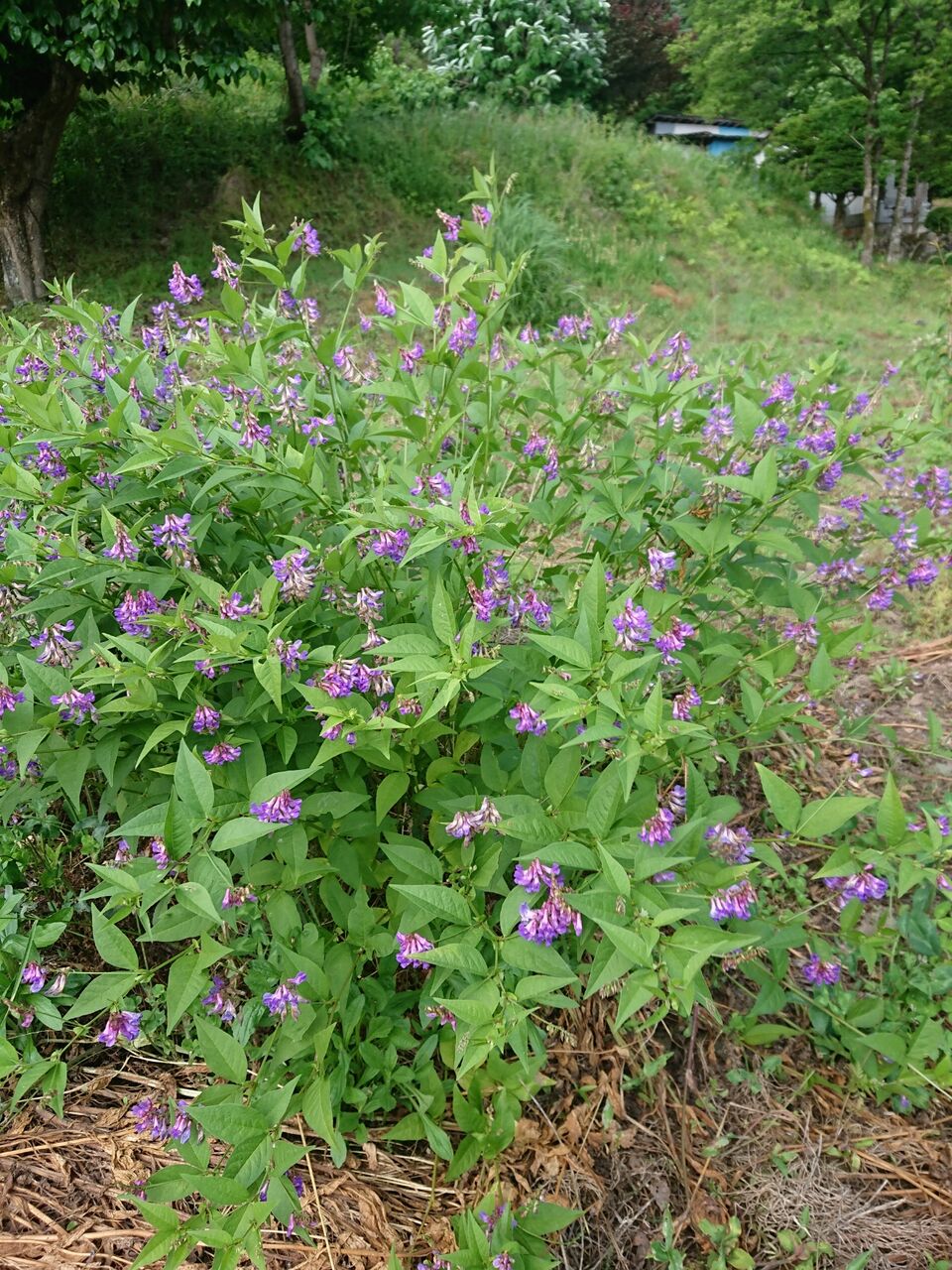花便り あずき菜の花 山城工芸の朝市ブログ 花便り あずき菜の花 山城工芸の朝市ブログ