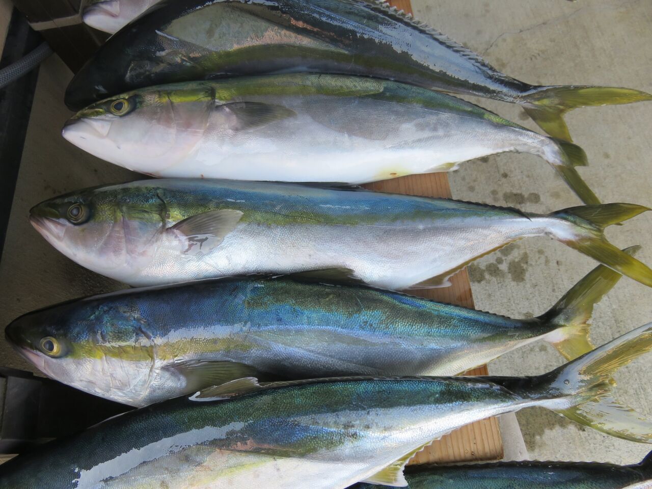 理解して釣果アップ 魚がよく釣れる 時合い じあい いついな ブログ 理解して釣果アップ 魚がよく釣れる 時合い じあい いついな ブログ