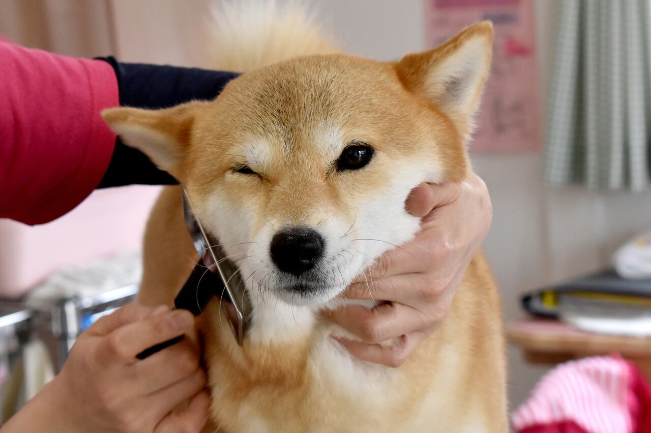 わんちゃんのブラッシング オススメ お手入れ便利グッズ いついな ブログ わんちゃんのブラッシング オススメ お手入れ便利グッズ いついな ブログ
