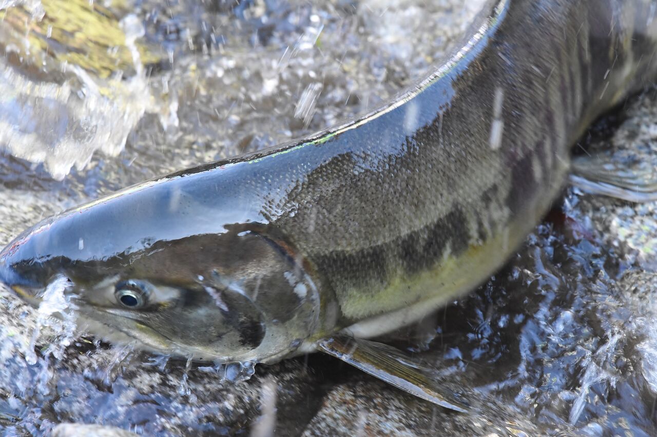 アキアジ 鮭 の釣り方を公開 確実に 大物 を仕留める その壱 いついな ブログ アキアジ 鮭 の釣り方を公開 確実に 大物 を仕留める その壱 いついな ブログ