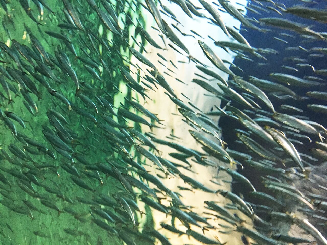 ナブラとボイル ライズの違い 釣り いついな ブログ