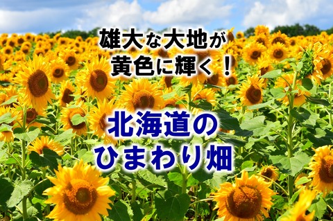雄大な大地が黄色に輝く 北海道のひまわり畑 いついな ブログ