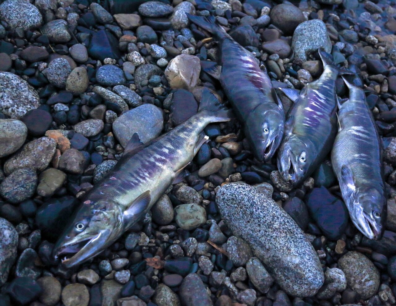 アキアジ 鮭 の釣り方を公開 確実に 大物 を仕留める その弐 いついな ブログ アキアジ 鮭 の釣り方を公開 確実に 大物 を仕留める その弐 いついな ブログ